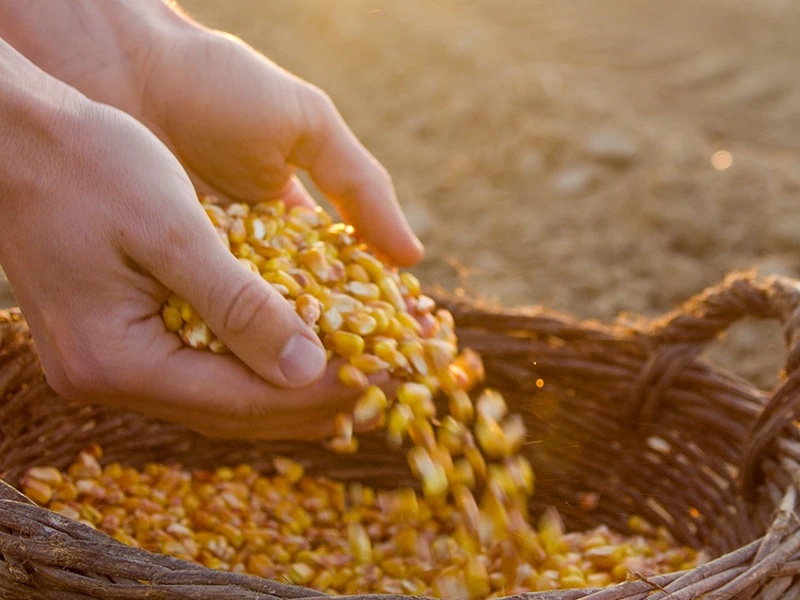 Nasiona kukurydzy w dłoniach